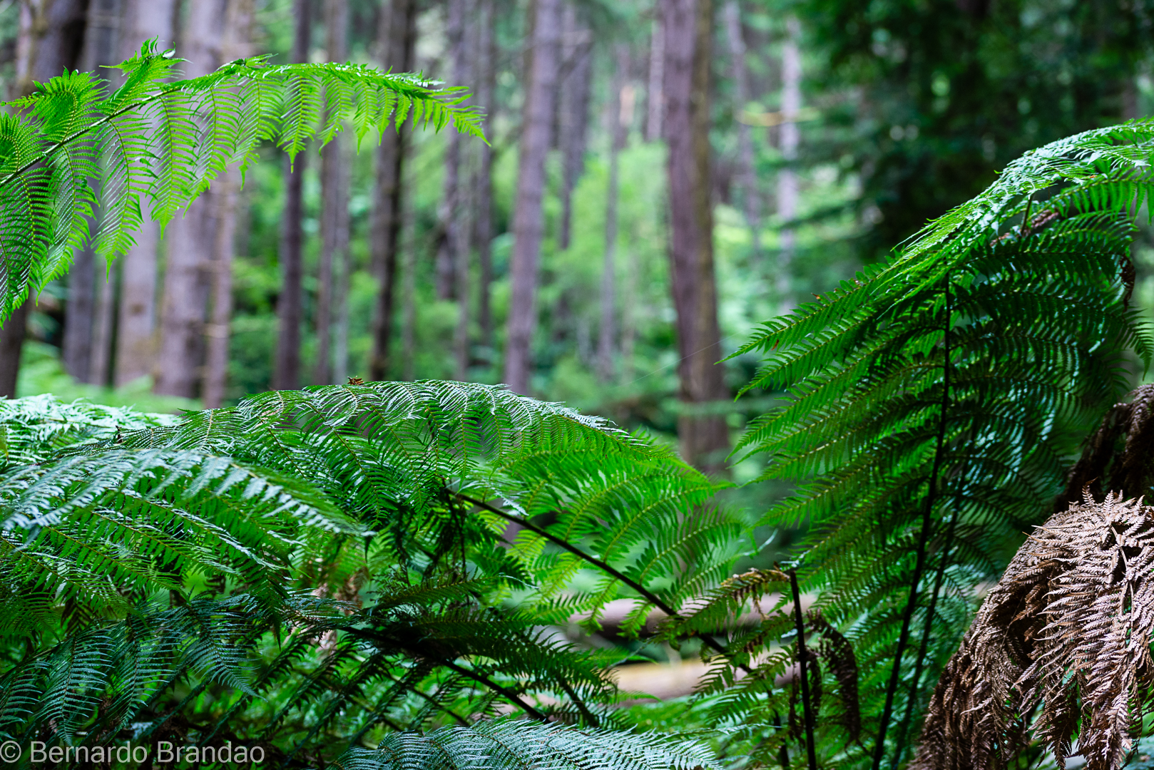 Redwood Forest Trip: The Photos